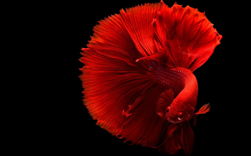 betta fish names