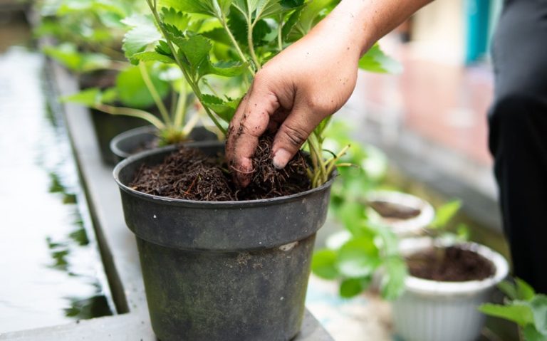 The 5 Best Shops for Quality Seeds