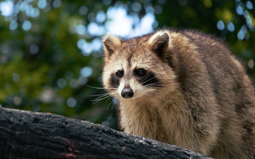 Great Wildlife Experiences