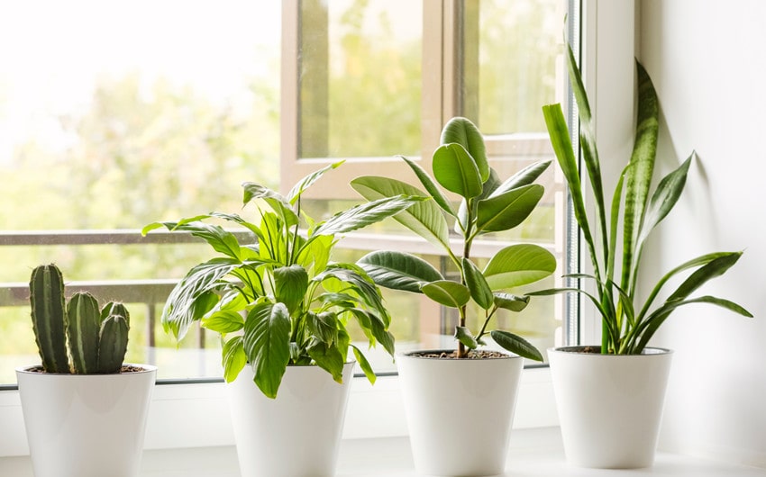 Make Your Home Greener and Save Money