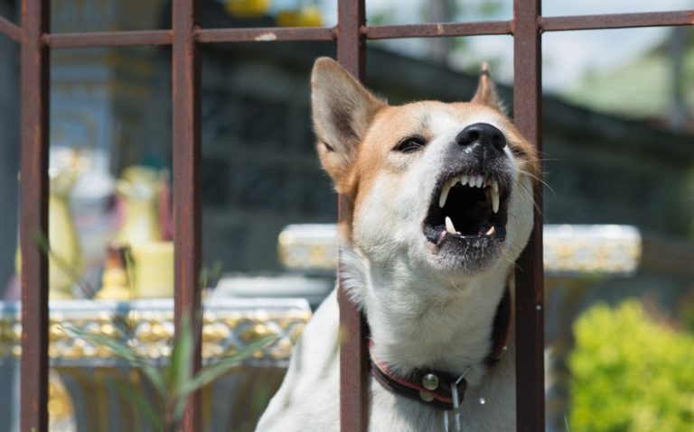Bitten by a Dog? Here Are Your Legal Options