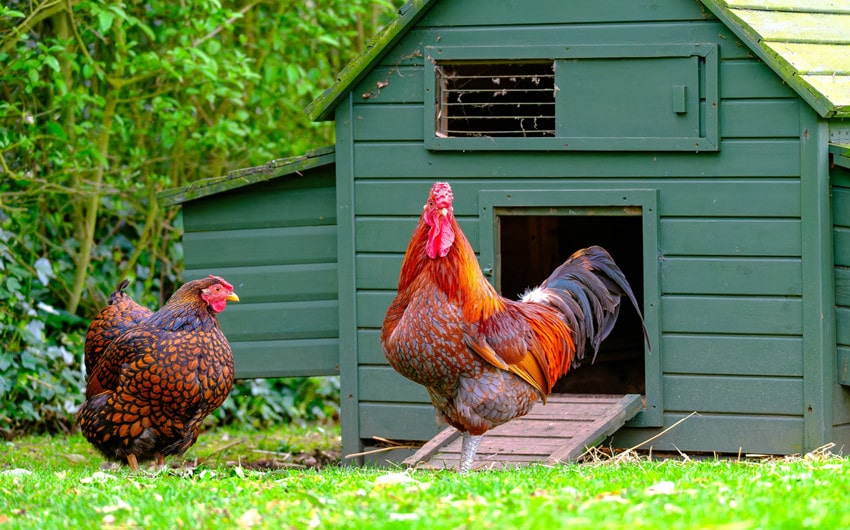 maintain clean chicken coops