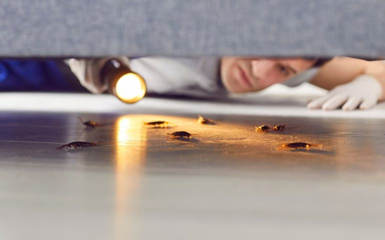Why Timely Residential Pest Control Exterminator Checks Prevent Damage