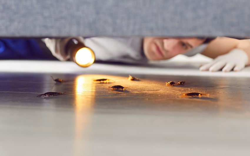 Residential Pest Control Exterminator Checks