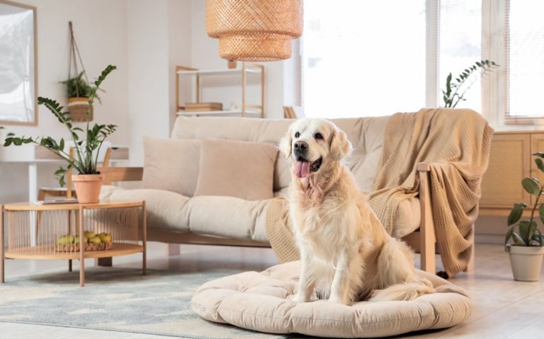 How to Build a Happy and Healthy Home for Your Pet