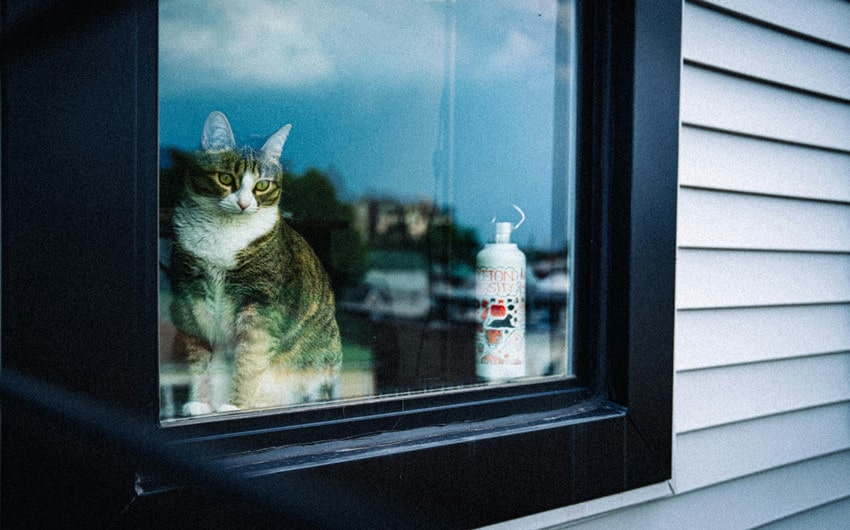 Indoor Cats Need GPS Trackers