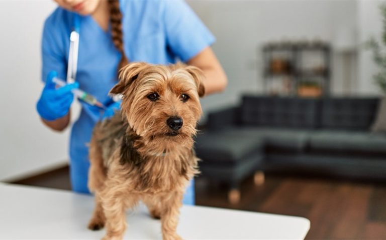 Understanding Pet Vaccinations: Which Ones Are Essential & Why?
