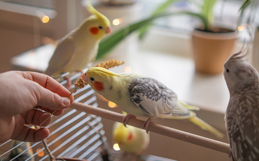 choose the best bird food
