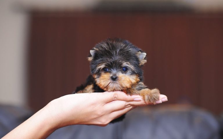 How To Find a Healthy Teacup Puppy for Your Family