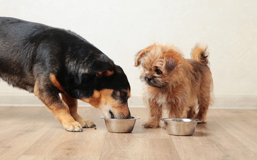 guide on maintaining gut health in dogs