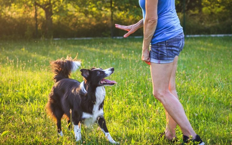 How to Stay Active with a Dog: Get Moving Together!