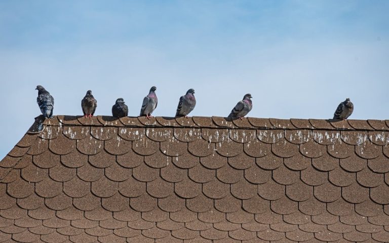 From Pigeons to Seagulls: Practical Solutions for Common Bird Problems