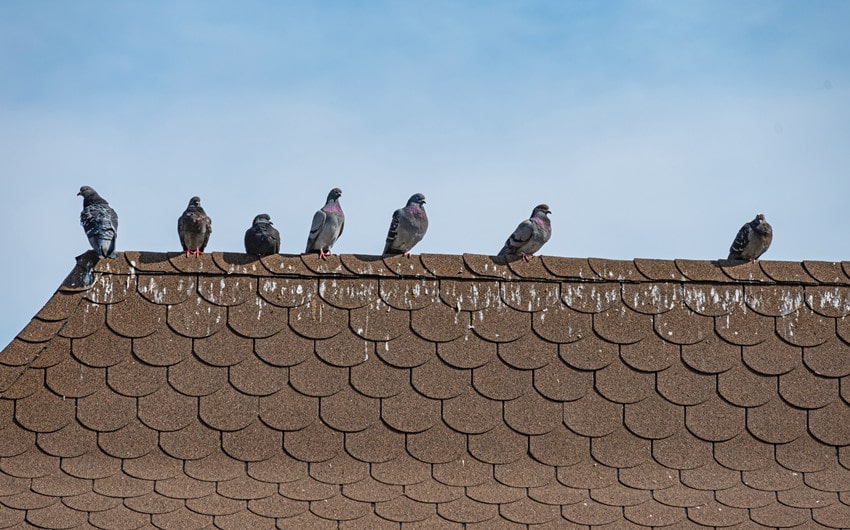 practical solutions for common bird problems