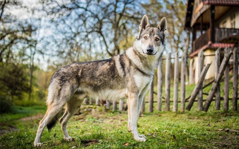 What You Need to Understand Before You Get a Wolfdog as a Pet