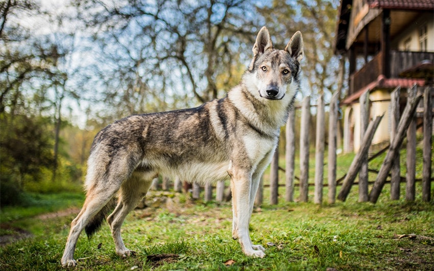 Get a Wolfdog as a Pet