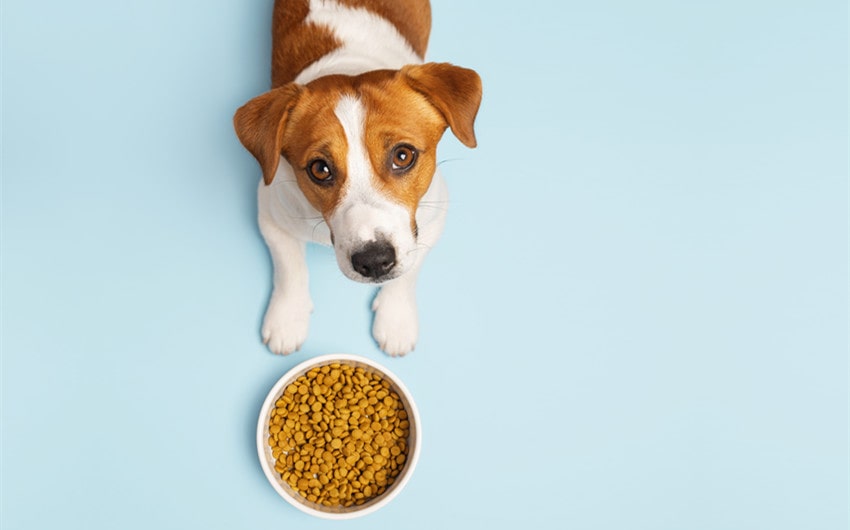 royal canin dog food