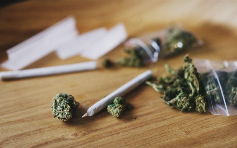 Maui Wowie Strain: Tropical Sativa for Energy and Creativity