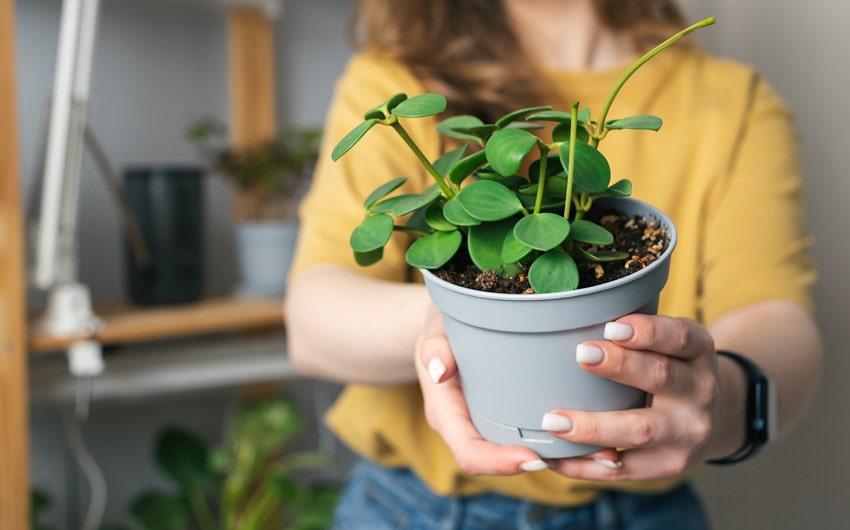 Joy of Giving Beautiful Living Plant Gifts