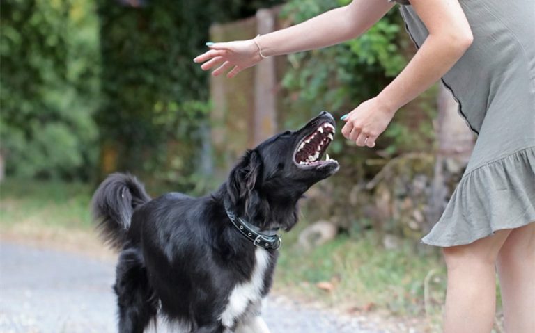 What Damages Can I Claim If I Was Bitten By a Dog?