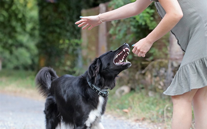 damages claim bitten by a dog