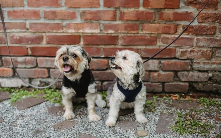 How Different Pet Gear Brands Balance Comfort vs Control?