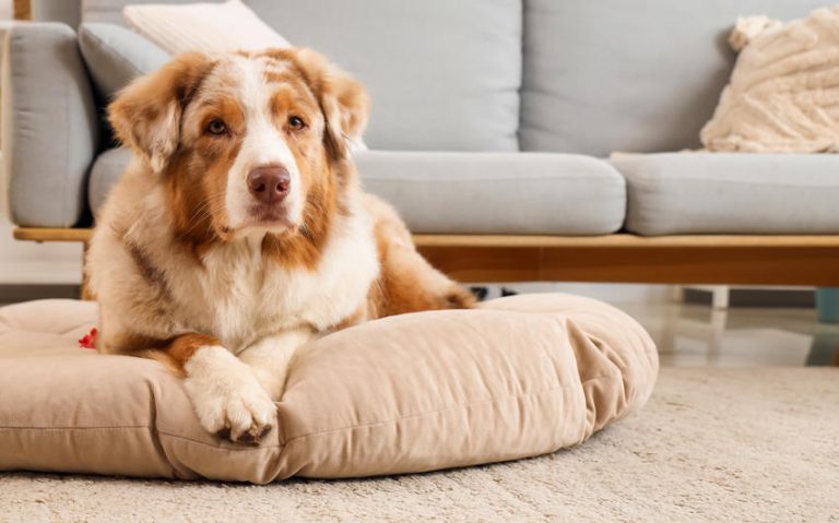 Health Benefits of Orthopedic Dog Beds for Large Dogs