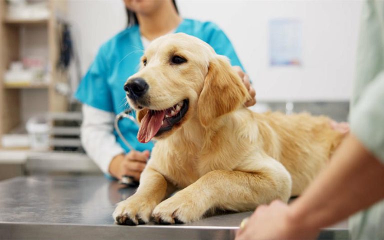Pet Wellness on a Budget: Balancing Quality Care With Affordability