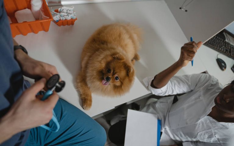 Preparing a Nervous Pet for a Vet Visit: A Calm Approach